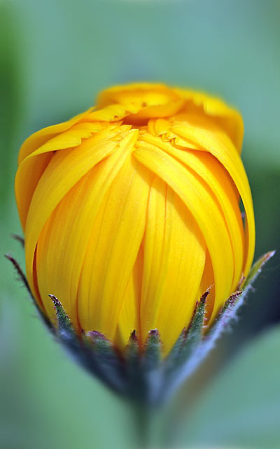 Überraschende Coronablüten – Geteilte Uraufführungen